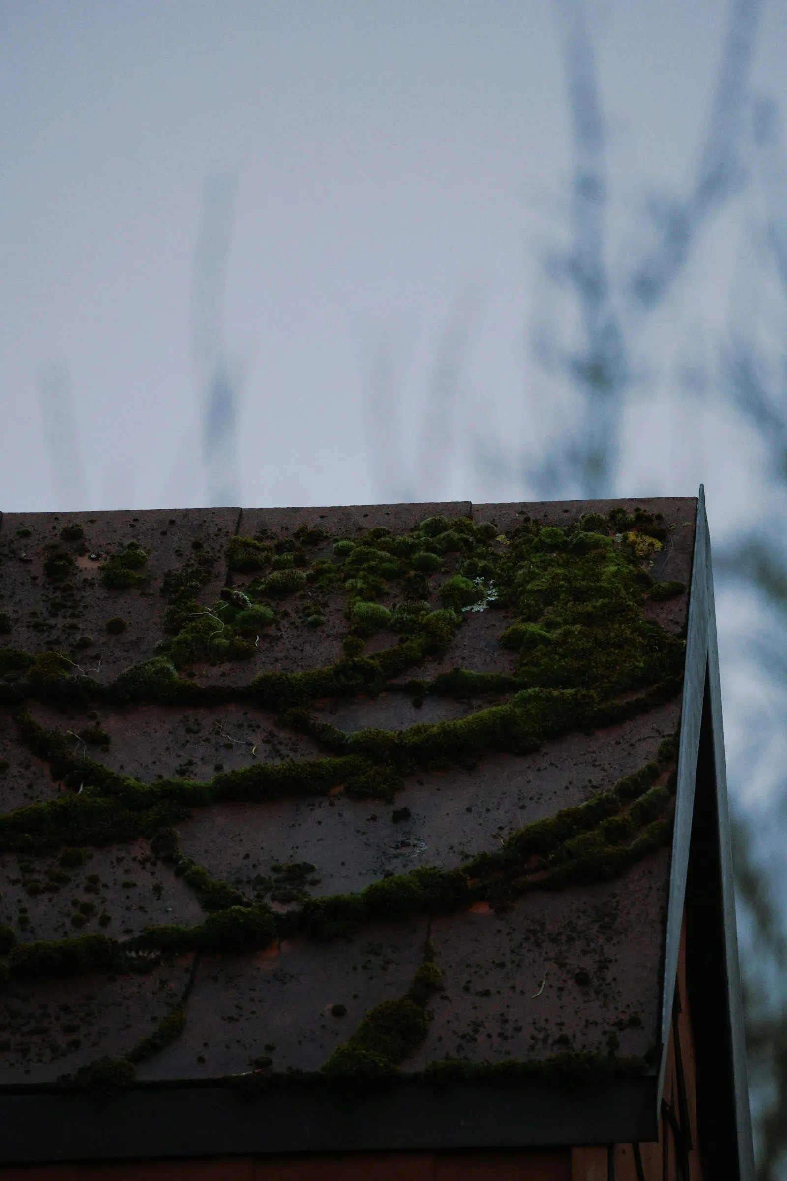 Heavy moss growth on a residential roof that needs removal